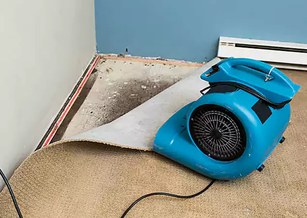Your Water Damage Experts in Woodland Park, CO