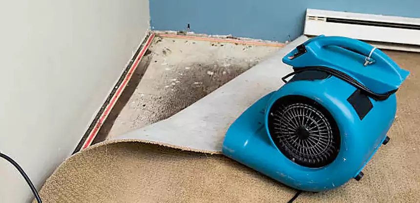Carpet Water Damage Repair