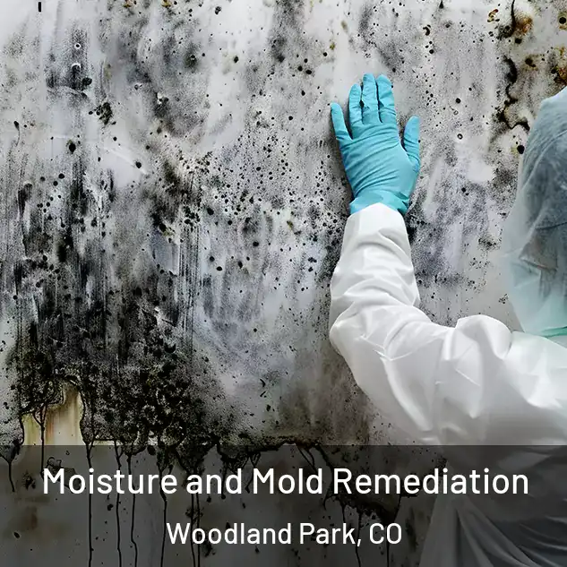  Moisture and Mold Remediation Woodland Park, CO
