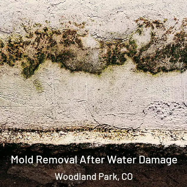  Mold Removal After Water Damage Woodland Park, CO